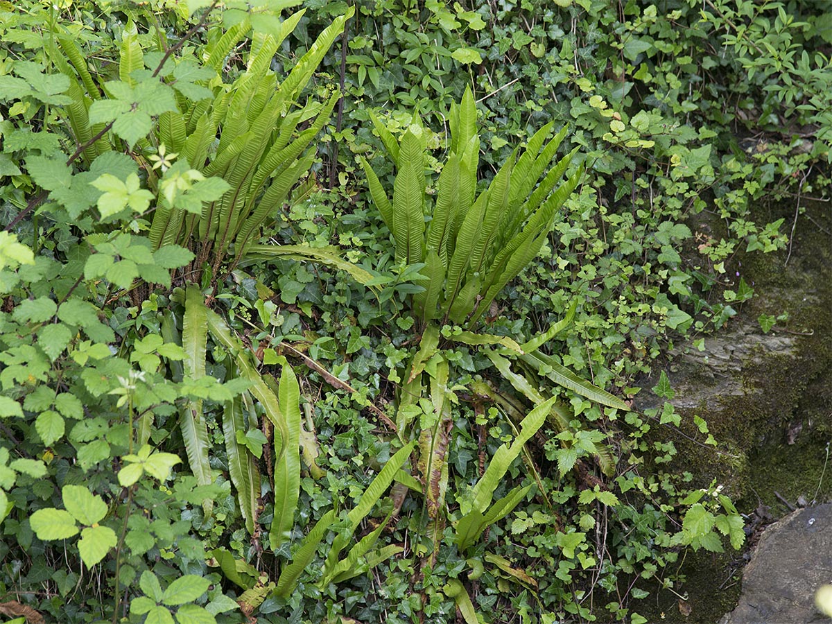 Phyllitis scolopendrium